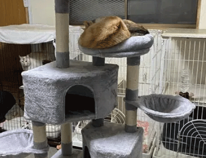 猫のおうち　MIKE
