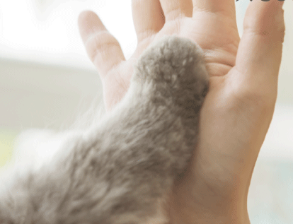一般社団法人こちねこ
