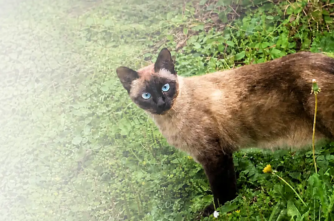 猫のシェルターアリエル